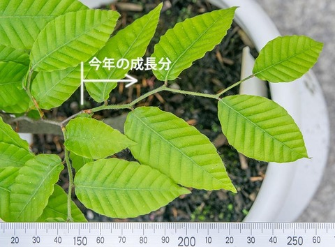 20210523buna_su_8y_02.jpg