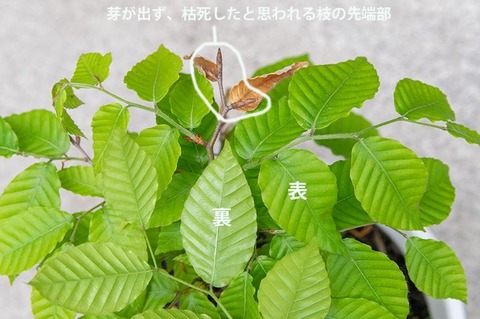 20210523buna_su_8y_03.jpg