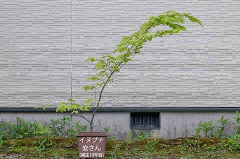 20210523inubuna10y_an_00.jpg