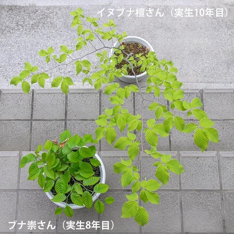 20210523inubuna10y_dan_buna8y_su_01.jpg