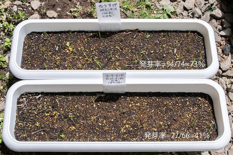 20210524yusuge_planter_1y_20210404_01.jpg
