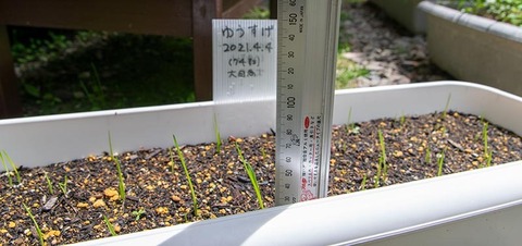 20210524yusuge_planter_1y_20210404_oohinata01.jpg