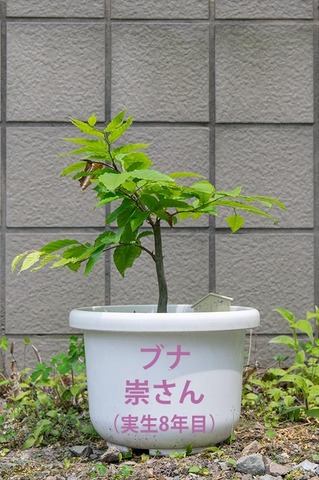 20210602buna_su_8y_00.jpg