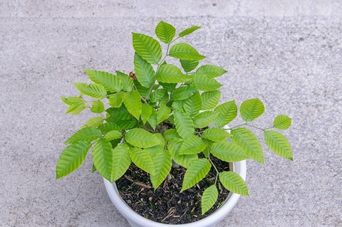 20210602buna_su_8y_01.jpg