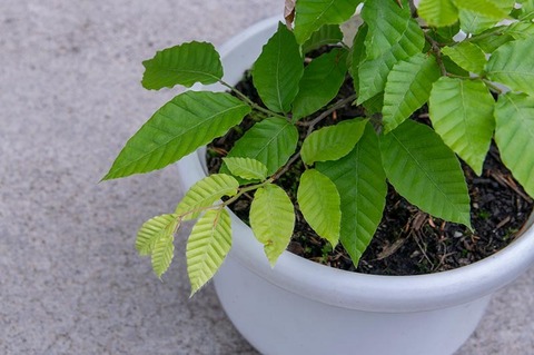 20210602buna_su_8y_02.jpg