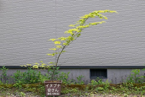 20210602inubuna10y_an_00.jpg