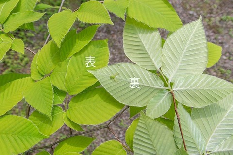 20210602inubuna10y_an_02.jpg
