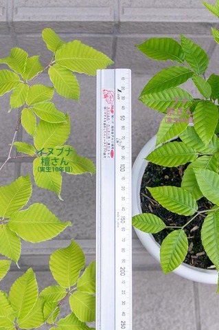 20210602inubuna10y_dan_buna8y_su_02.jpg