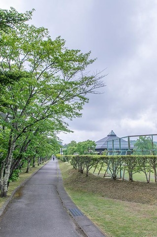 20210603yagasaki-sakura01.jpg