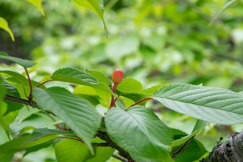 20210603yagasaki-sakura02.jpg