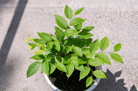 20210612buna_su_8y_01.jpg