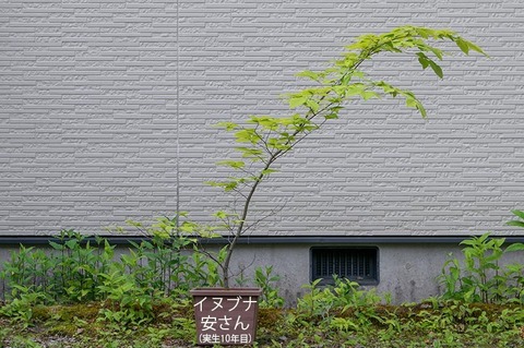 20210612inubuna10y_an_00.jpg