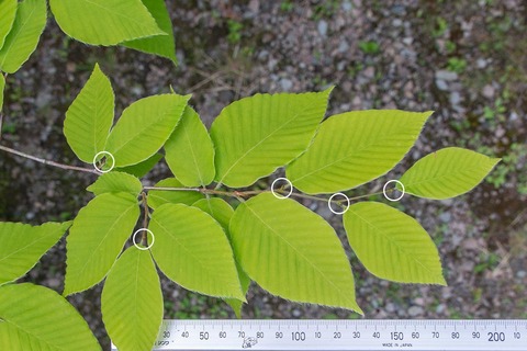 20210612inubuna10y_an_02.jpg