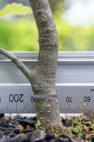 20210612inubuna10y_dan_05.jpg