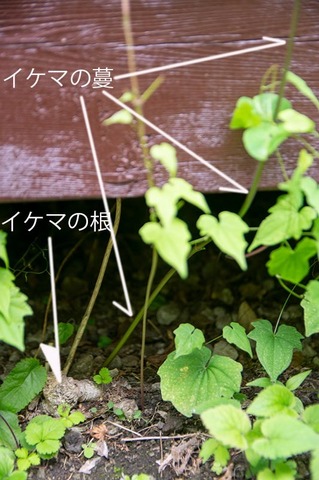 20210626midori_ikema02.jpg