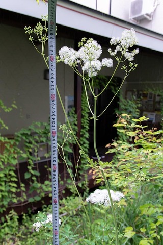 20210708museum-karamatsuso01.jpg