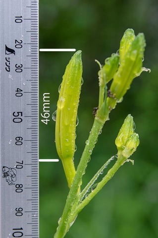 20210709EXQ_nAB01ڂ.jpg
