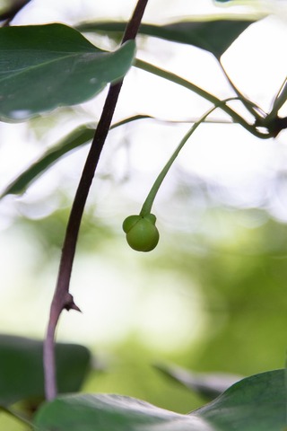 20210711jisei-matsubusa01.jpg