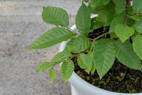 20210712buna8y_dsu_02.jpg