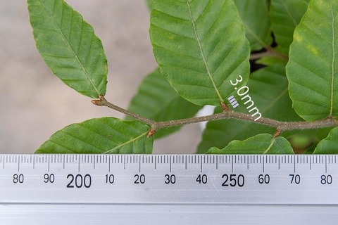 20210712buna8y_dsu_03.jpg