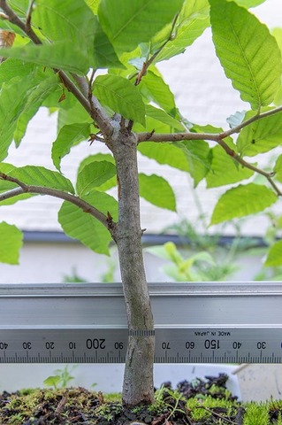 20210712buna8y_dsu_04.jpg