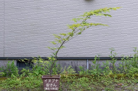 20210712inubuna10y_an_00.jpg