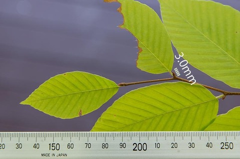 20210712inubuna10y_an_02.jpg