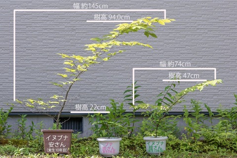 20210712inubuna10y_an_dan_buna8y_su01.jpg