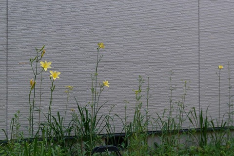 20210719EXQ_nAA01-1809.jpg