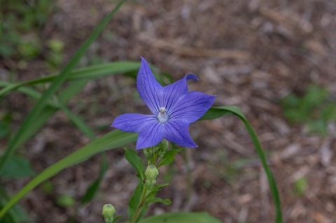 20210721museum-kikyo.jpg