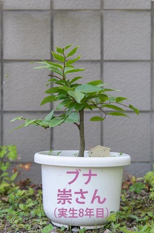 20210722buna_su_8y_00.jpg