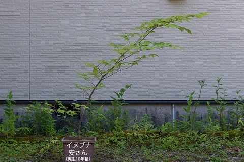 20210722inubuna10y_an_00.jpg