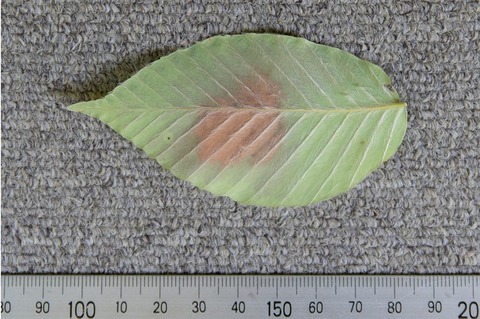20210722inubuna10y_an_01e.jpg