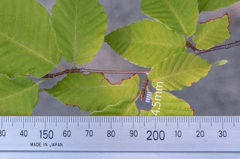 20210722inubuna10y_dan_02.jpg