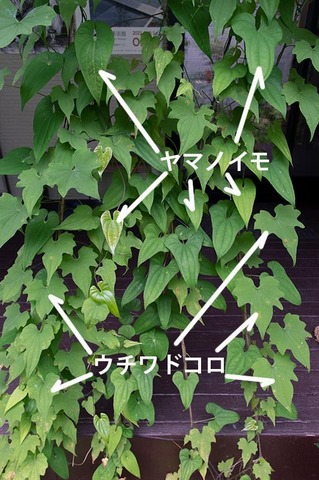 20210726midori04.jpg