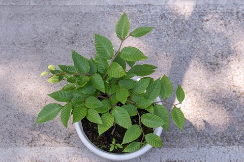 20210801buna_su_8y_01.jpg