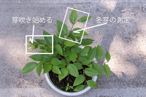 20210801buna_su_8y_01c.jpg