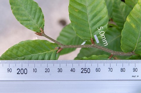 20210801buna_su_8y_03.jpg