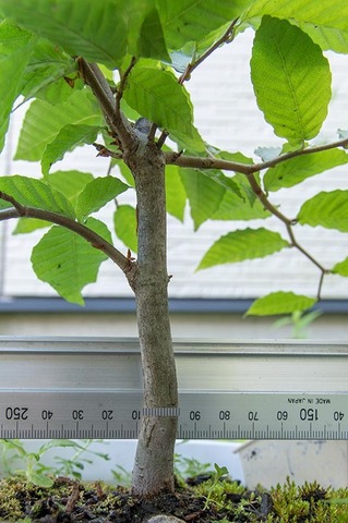 20210801buna_su_8y_04.jpg