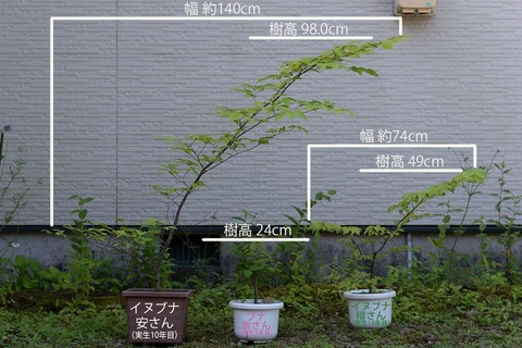 20210801inubuna10y_an_dan_buna8y_su01.jpg