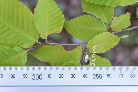 20210801inubuna10y_dan_02.jpg