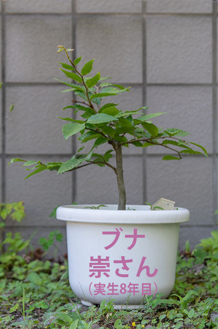20210804buna_su_8y_00.jpg