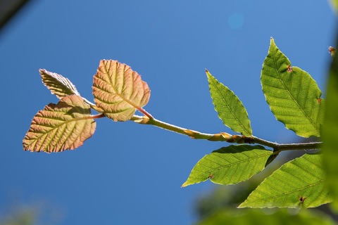20210806buna_su_8y_03.jpg