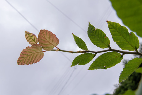 20210807buna_su_8y_06.jpg