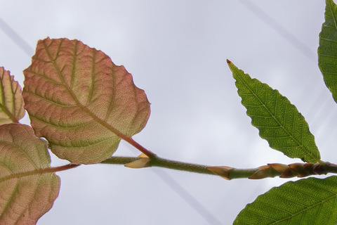 20210807buna_su_8y_07.jpg
