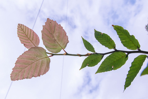 20210809buna_su_8y_03.jpg