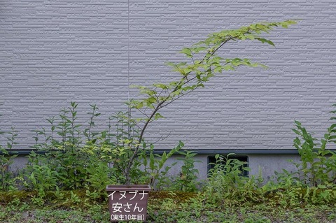 20210811inubuna10y_an_00.jpg