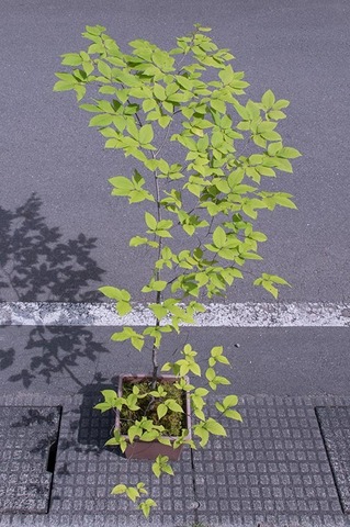 20210811inubuna10y_an_01.jpg
