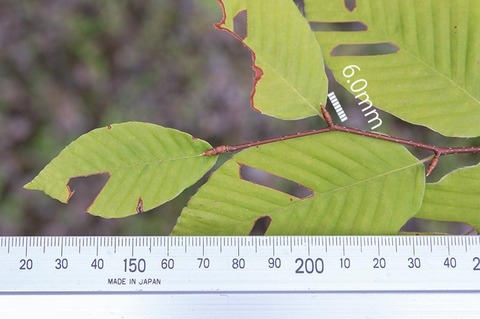 20210811inubuna10y_an_03.jpg
