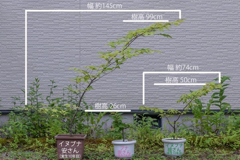 20210811inubuna10y_an_dan_buna8y_su01.jpg